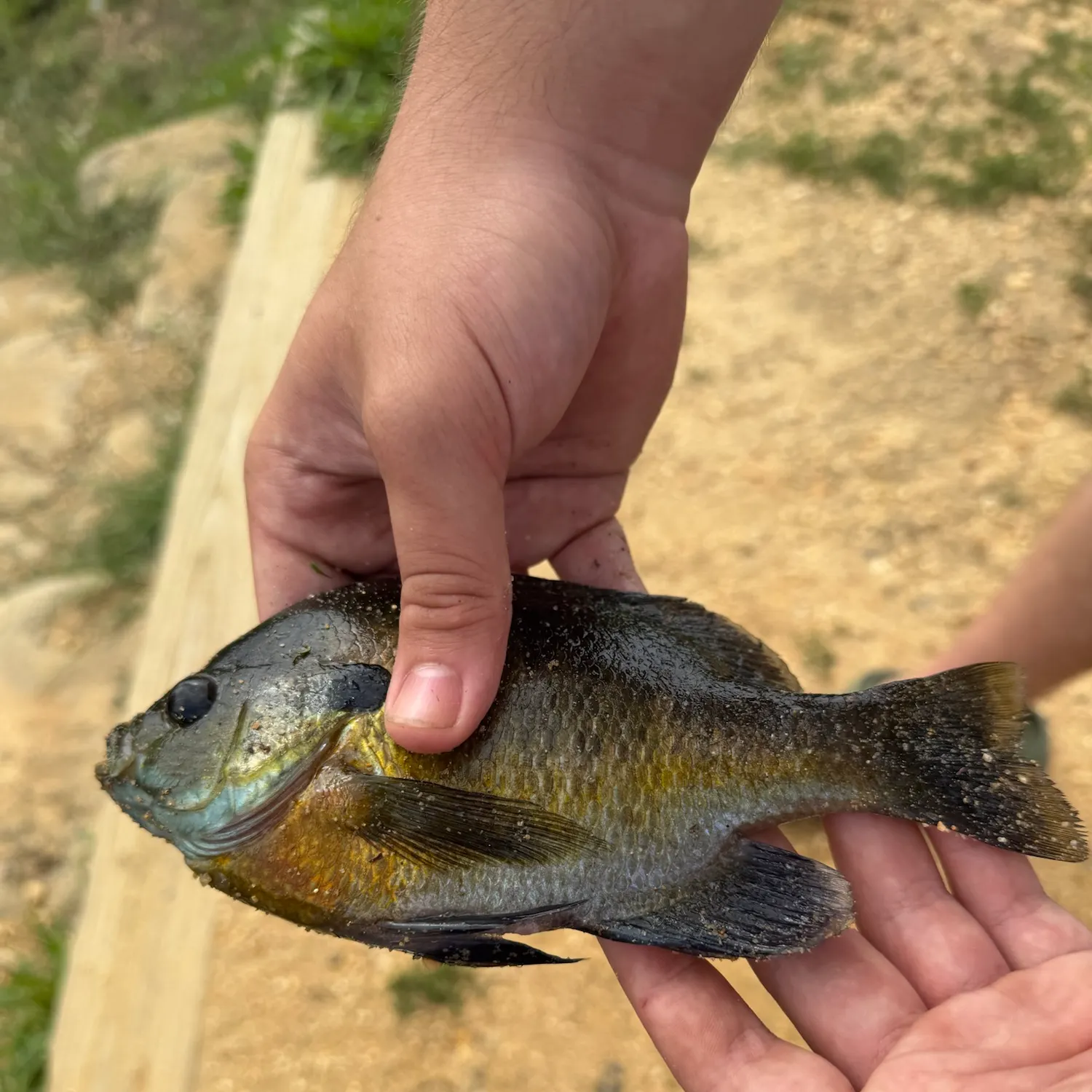 Bluegill caught on Fishbrain