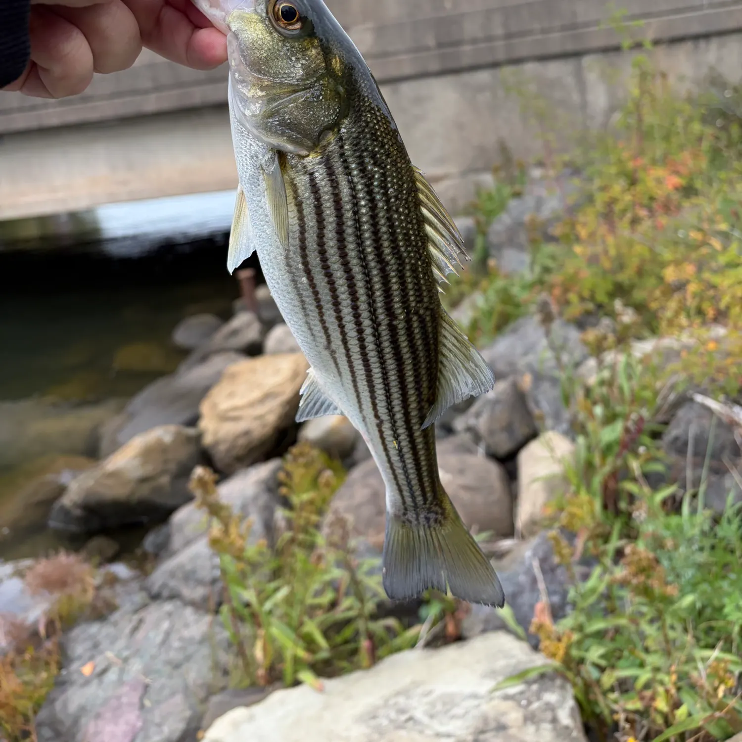 Striped bass caught on Fishbrain