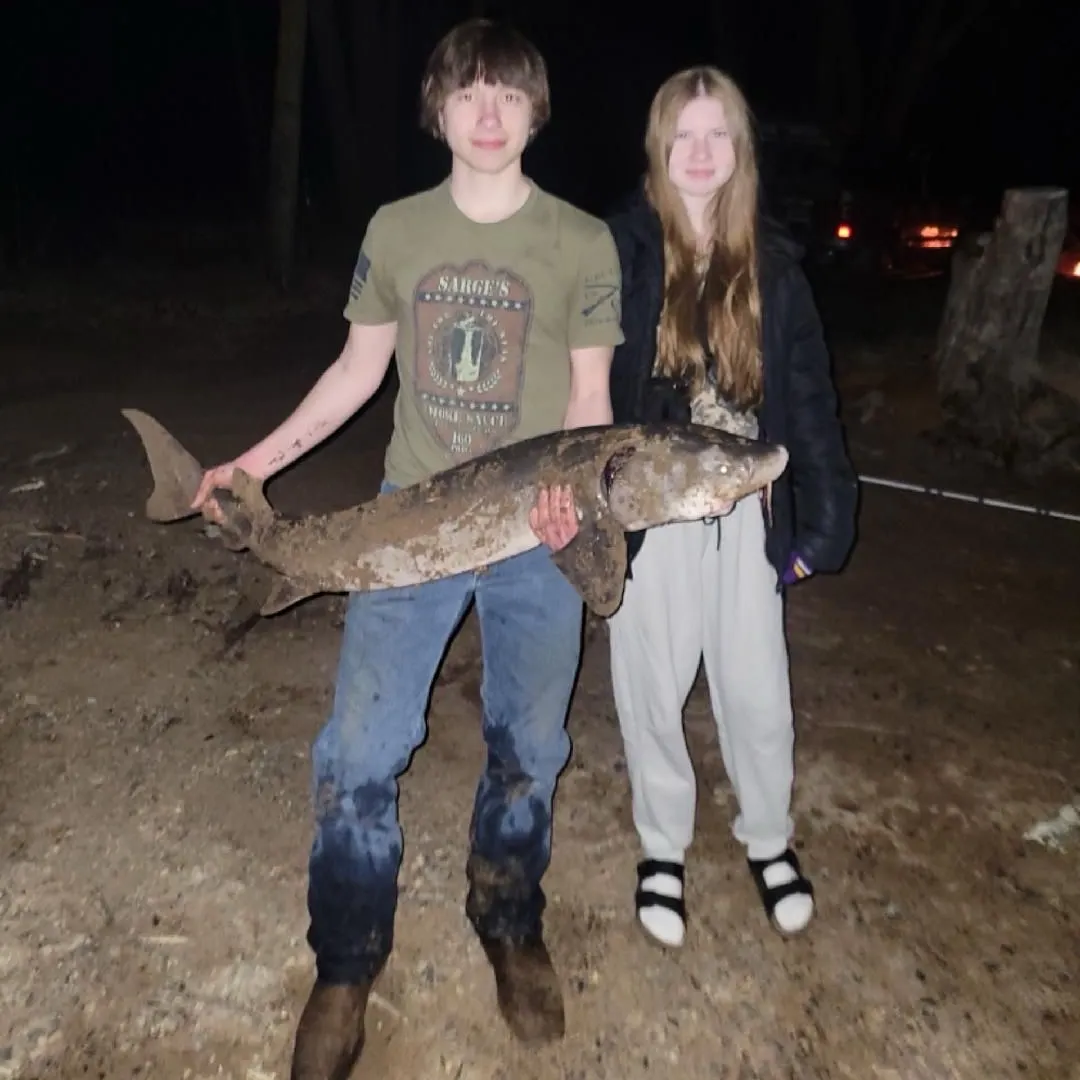 The most recent Lake sturgeon catches on Fishbrain