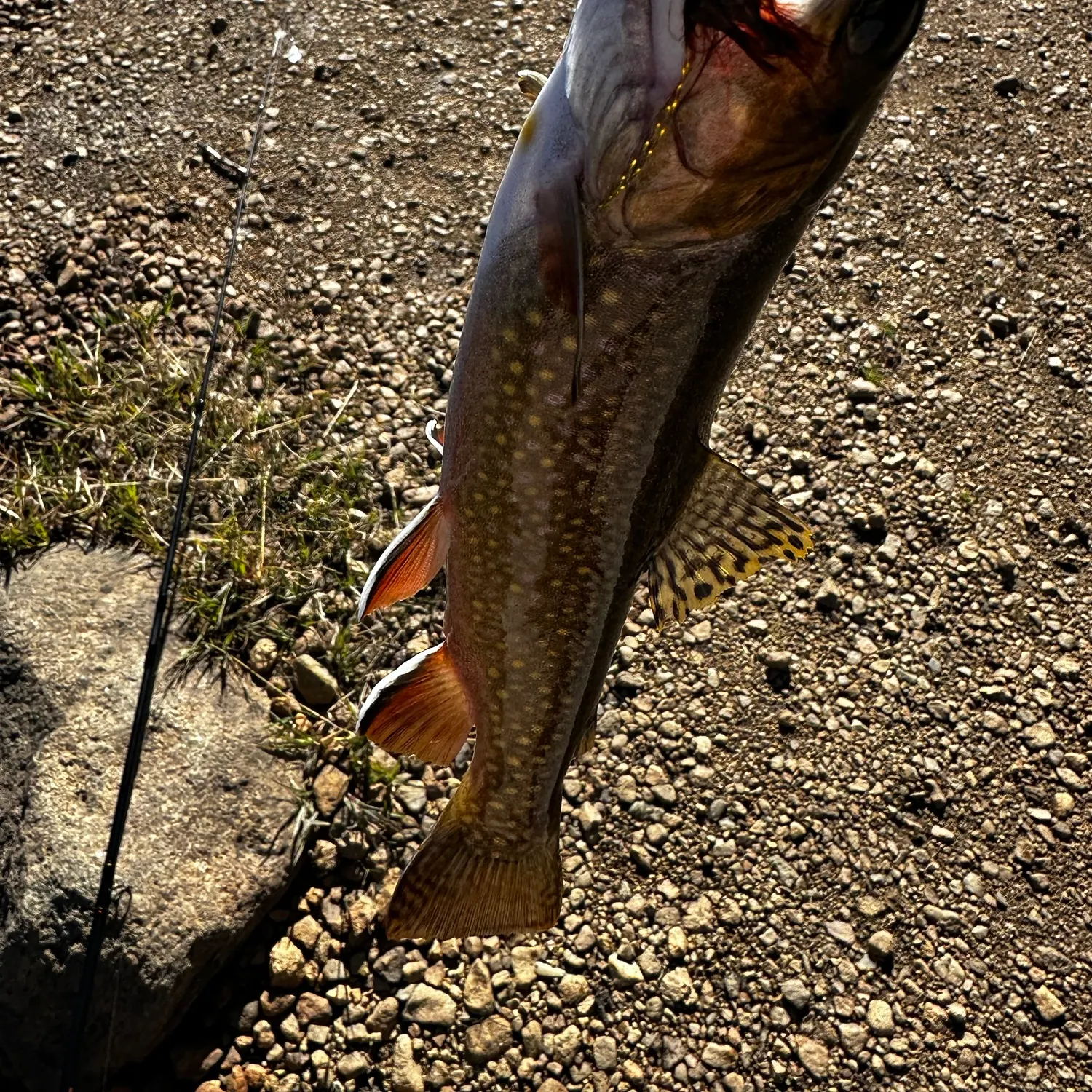 Brook trout caught on Fishbrain