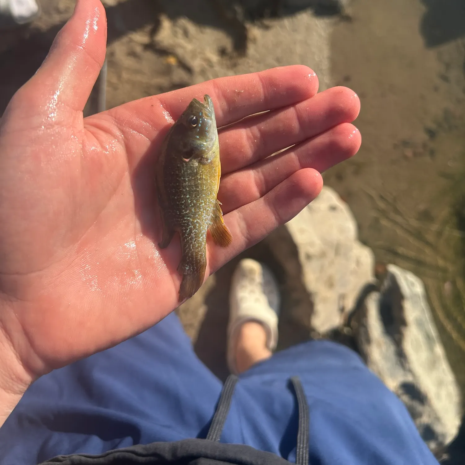 Green sunfish caught on Fishbrain