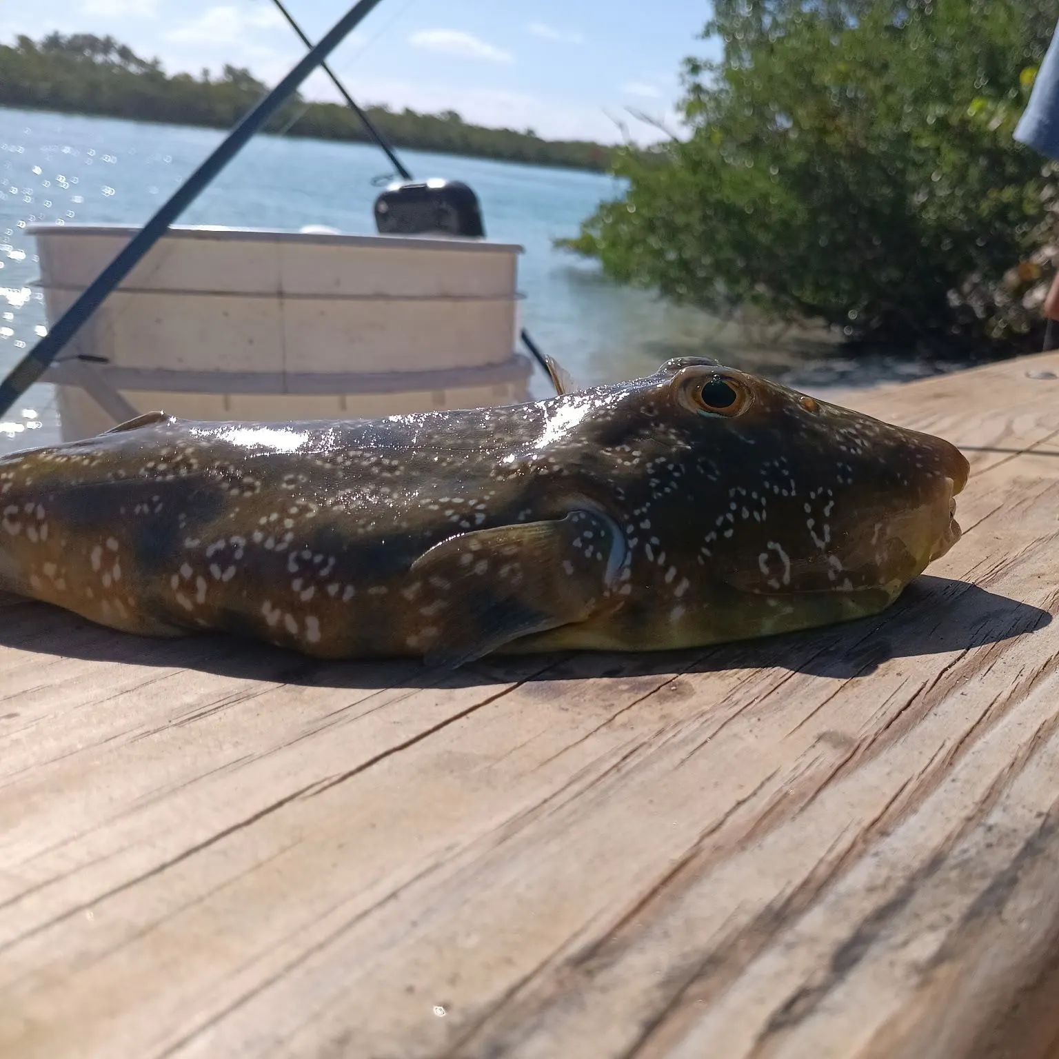 The most recent Milkspotted puffer catches on Fishbrain