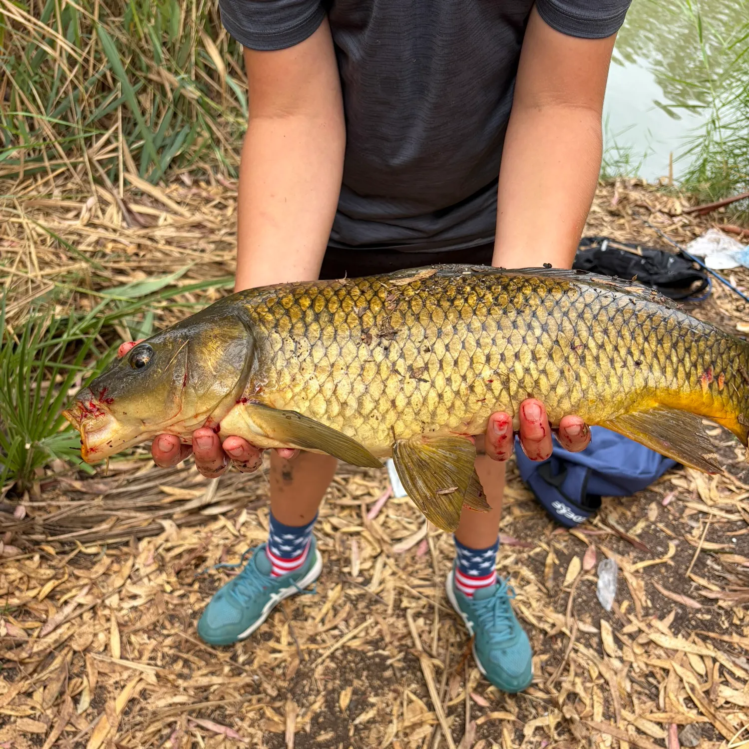 Common carp caught on Fishbrain