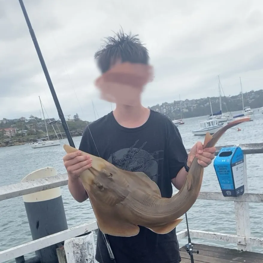 The most recent Pacific shovelnose guitarfish catches on Fishbrain