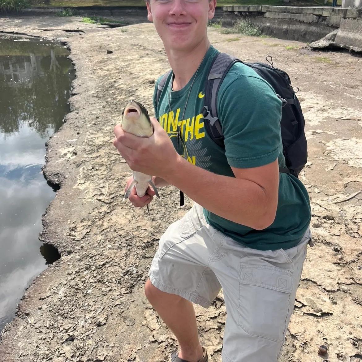 Common carp caught on Fishbrain