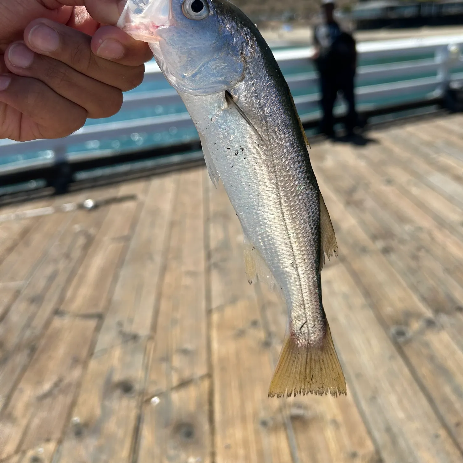 The most recent Queenfish catches on Fishbrain