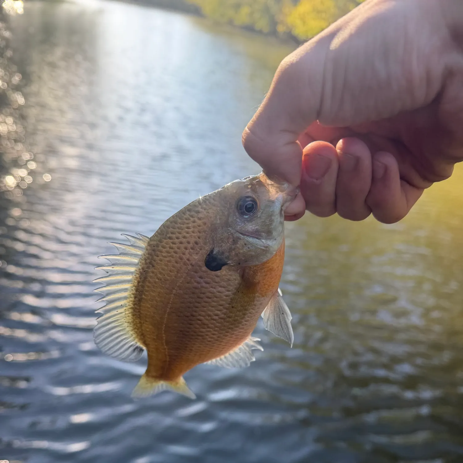 Bluegill caught on Fishbrain