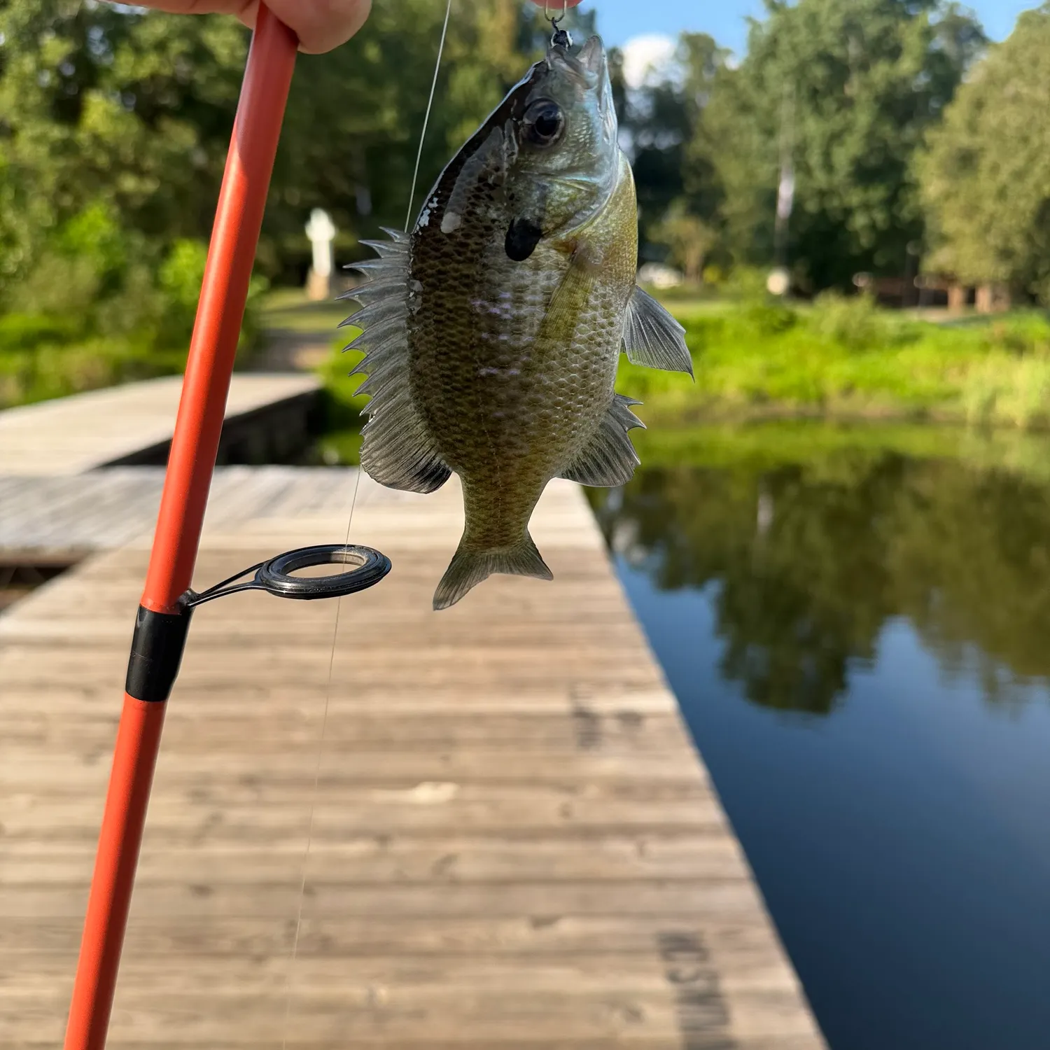 Bluegill caught on Fishbrain
