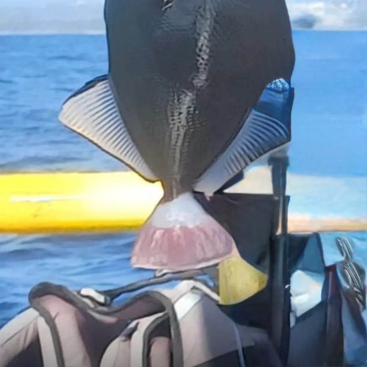 The most recent Pinktail triggerfish catches on Fishbrain