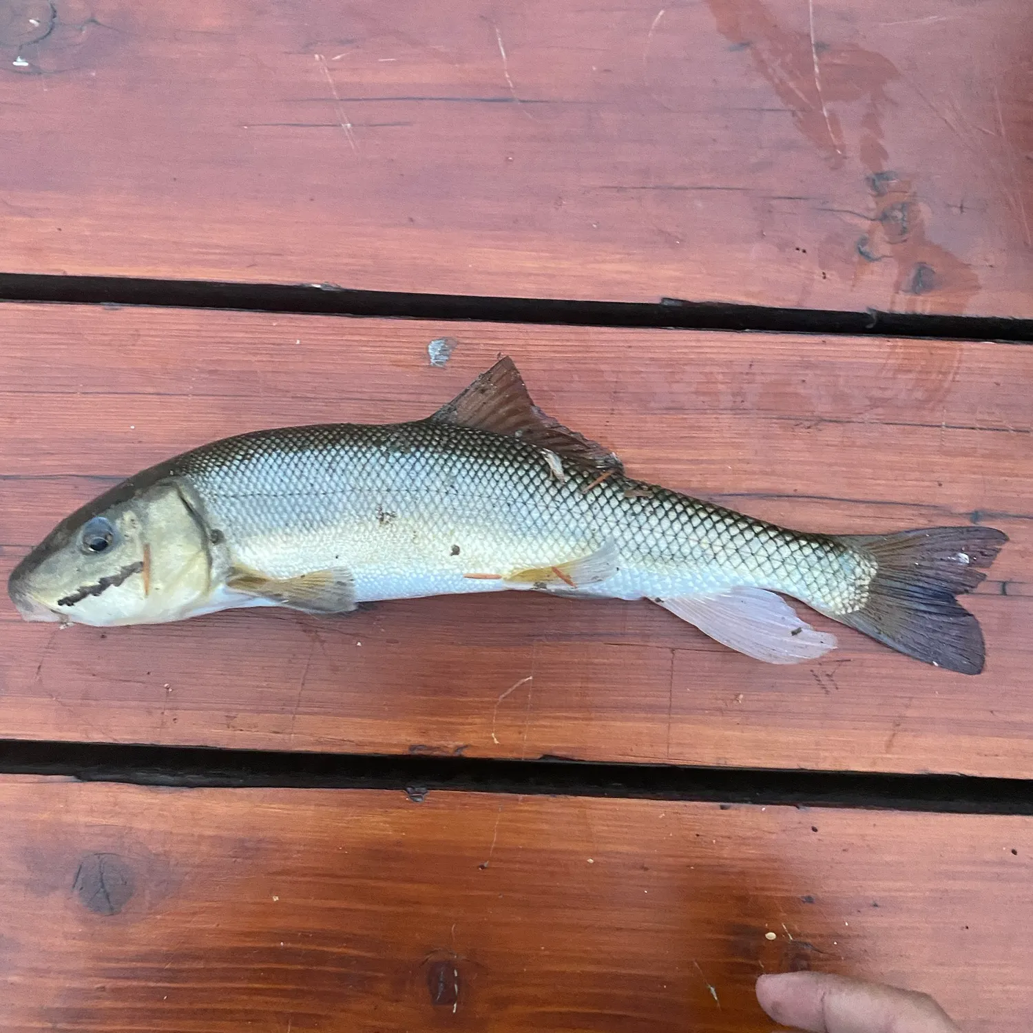 Largescale sucker caught on Fishbrain