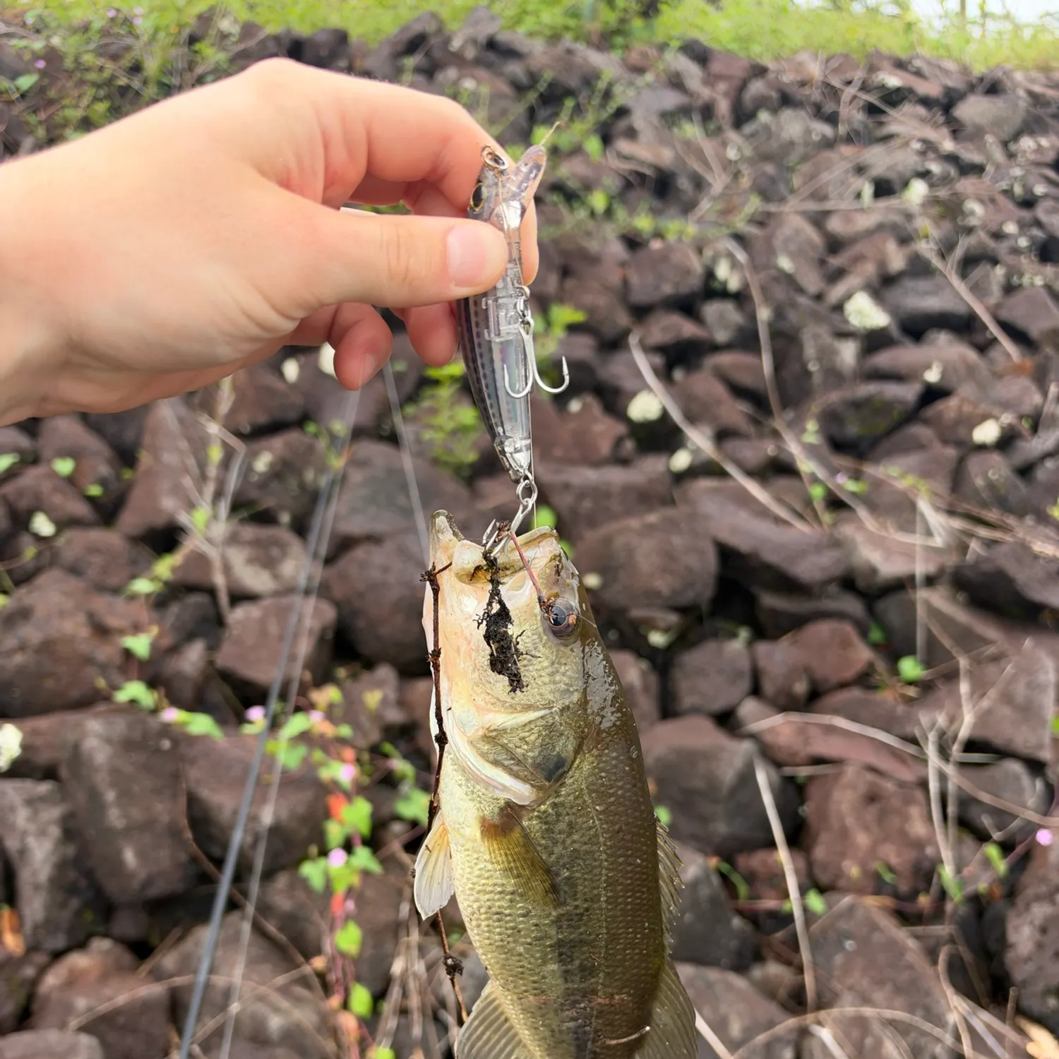 Largemouth bass caught on Fishbrain