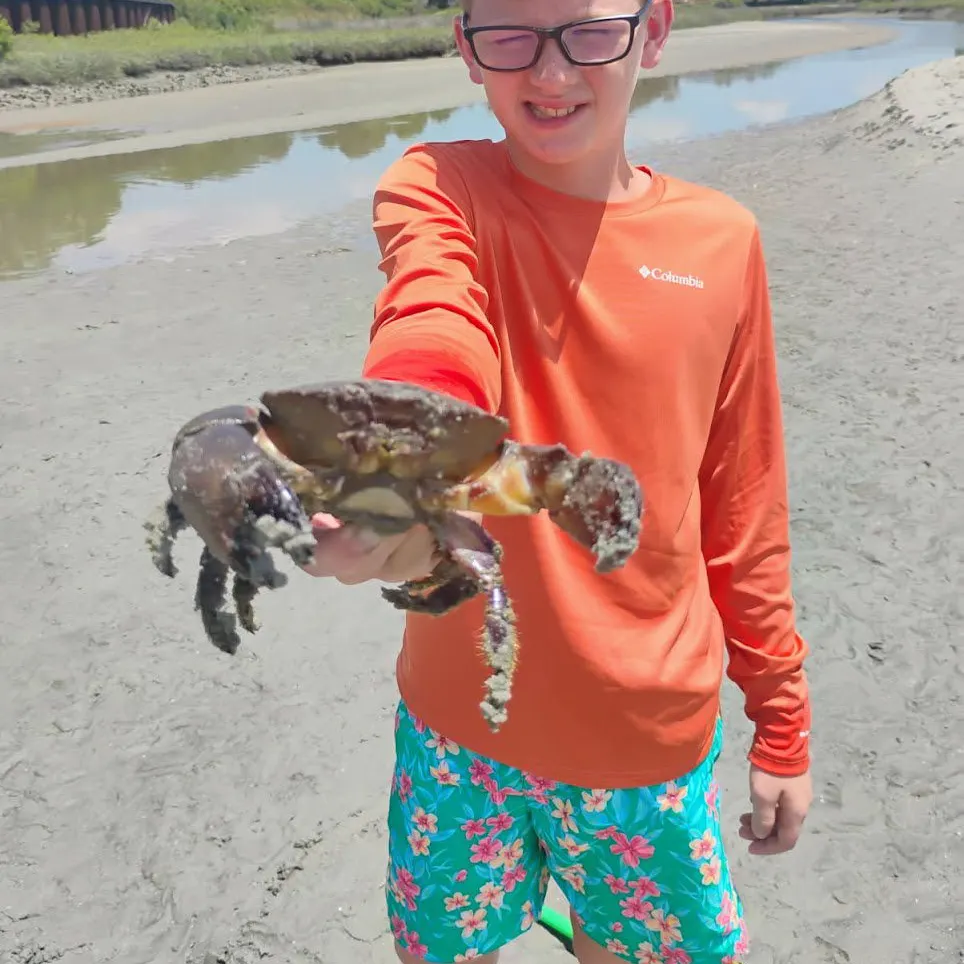 The most recent Florida stone crab catches on Fishbrain