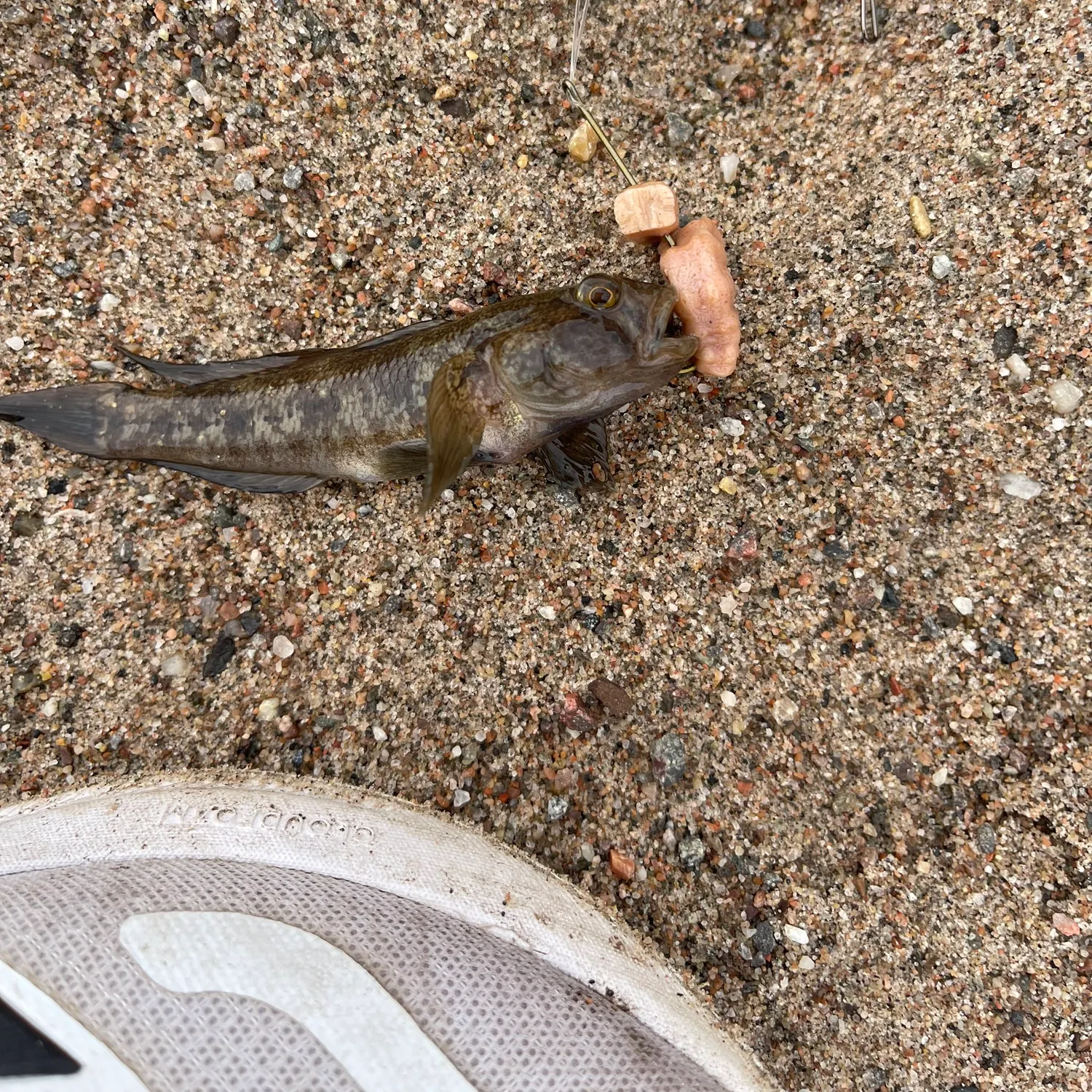 The most recent Round goby catches on Fishbrain