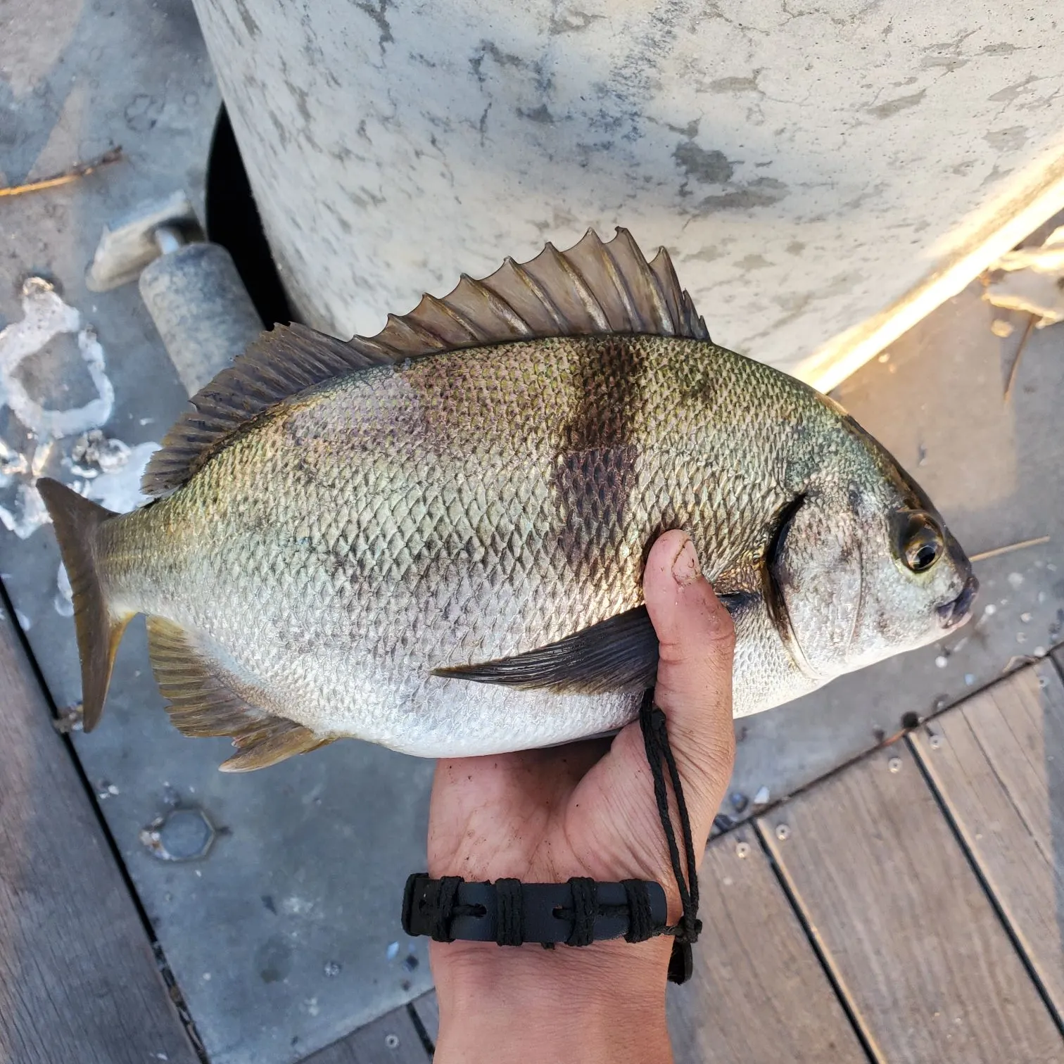 The most popular recent Sargo catch on Fishbrain