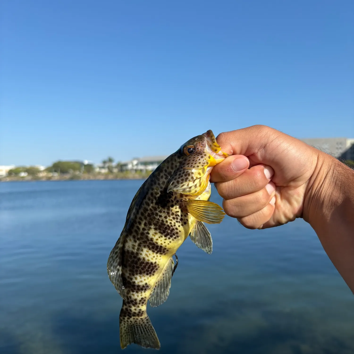 Spotted sand bass caught on Fishbrain