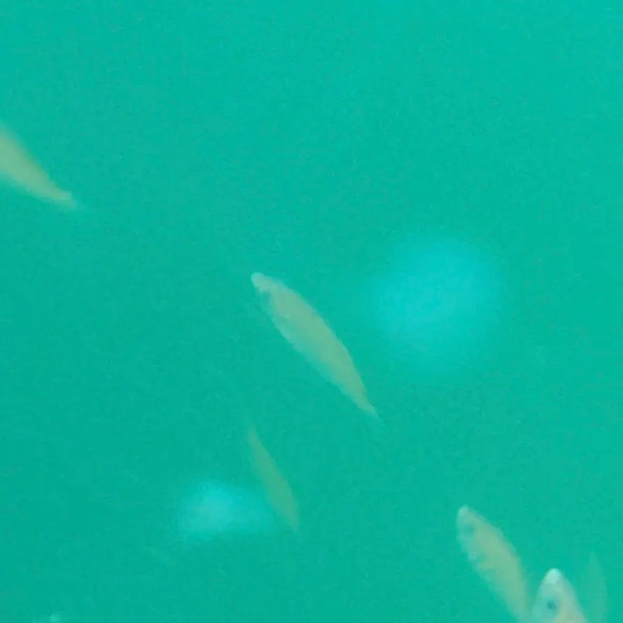 Shiner perch caught on Fishbrain