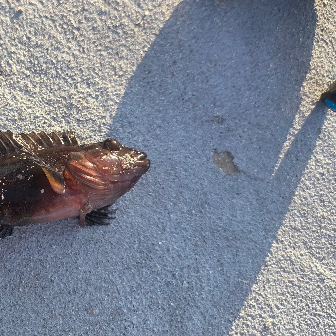 The most recent Hairy blenny catches on Fishbrain