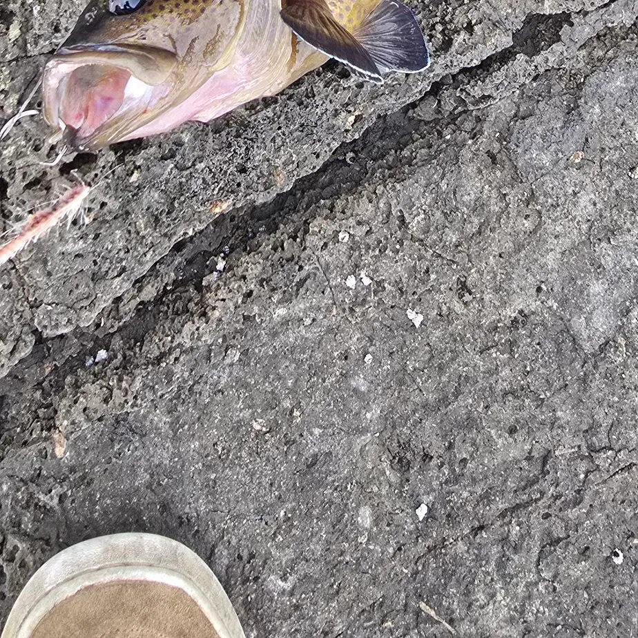 The most recent Eastern wirrah catches on Fishbrain