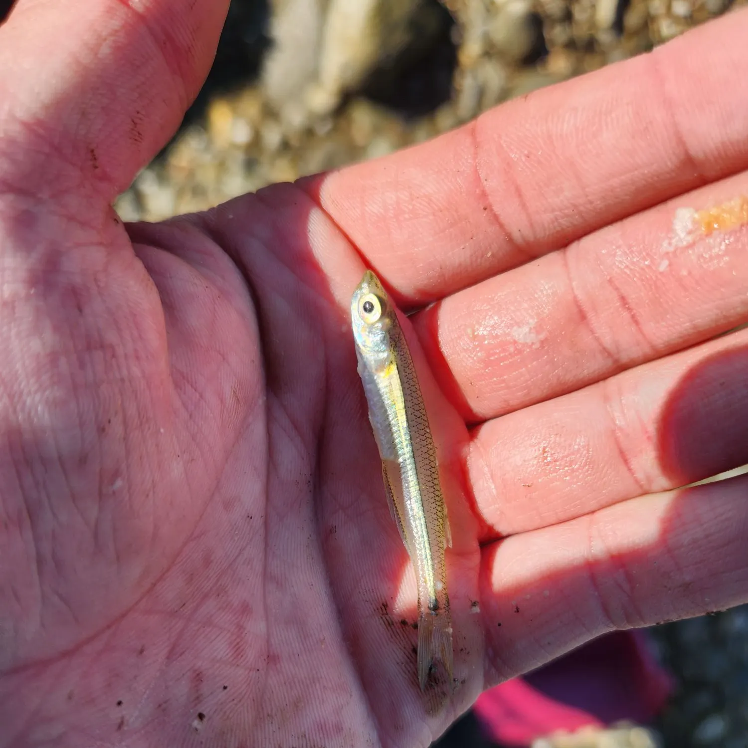 The most recent Atlantic silverside catches on Fishbrain