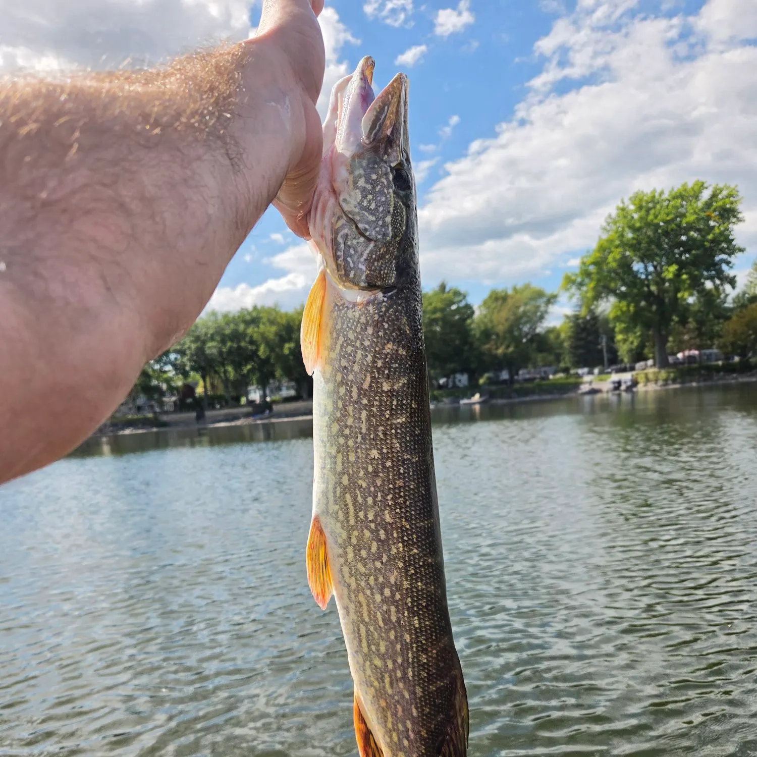 Northern pike caught on Fishbrain