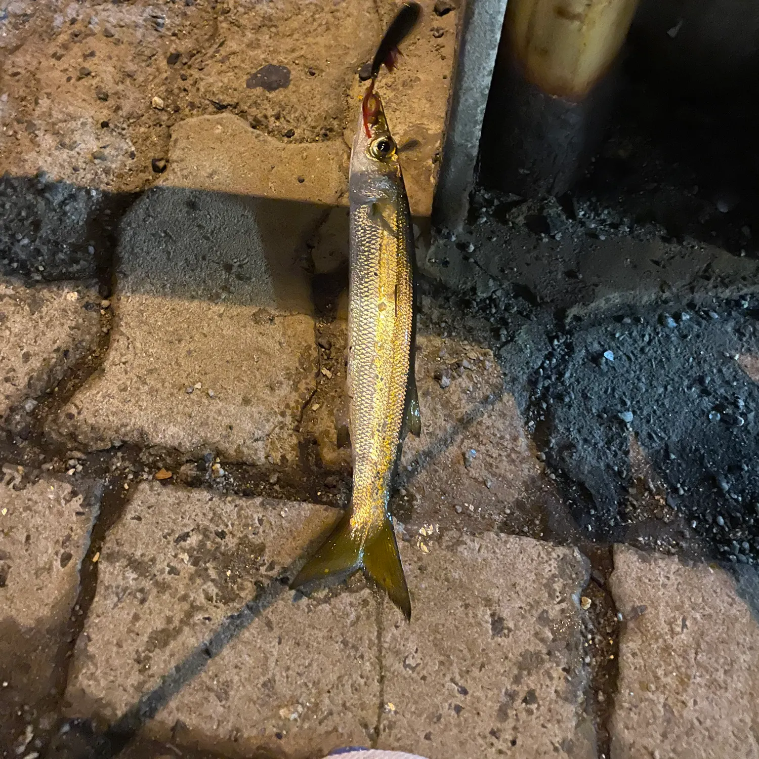 The most recent Australian barracuda catches on Fishbrain