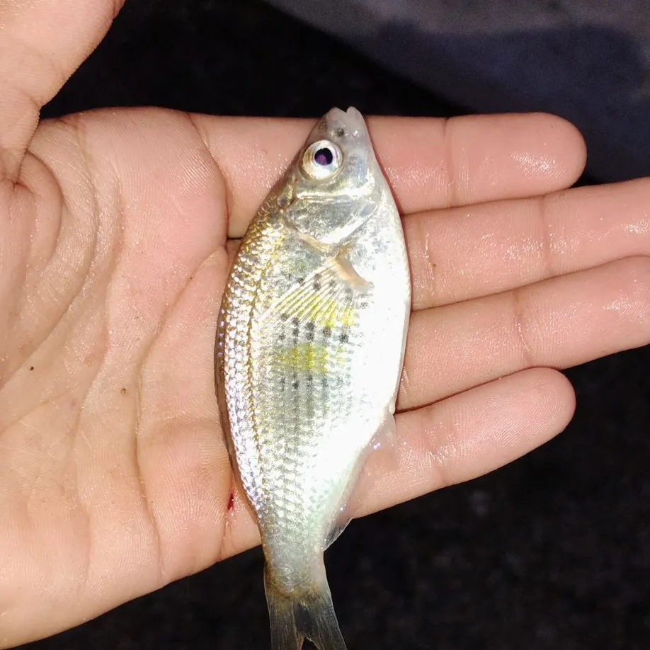 The most recent White seaperch catches on Fishbrain