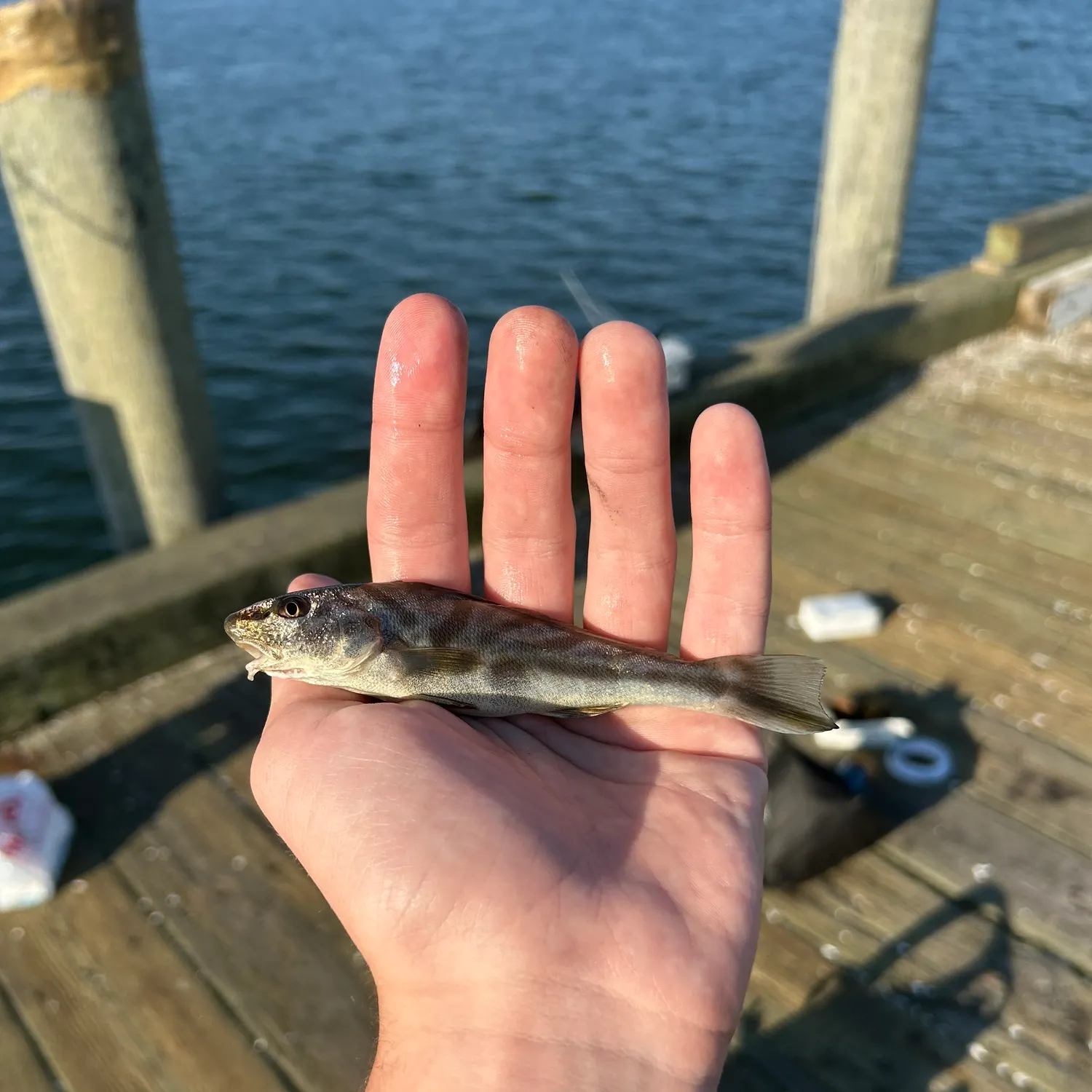 The most recent Northern kingcroaker catches on Fishbrain