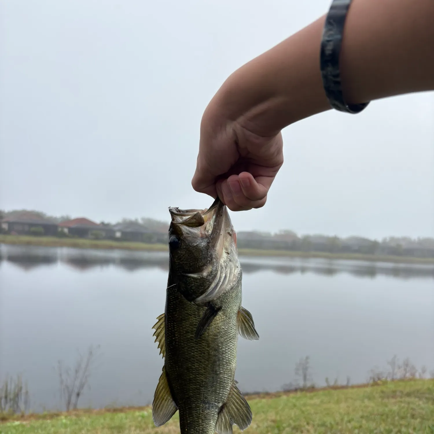 The most recent Largemouth bass catches on Fishbrain