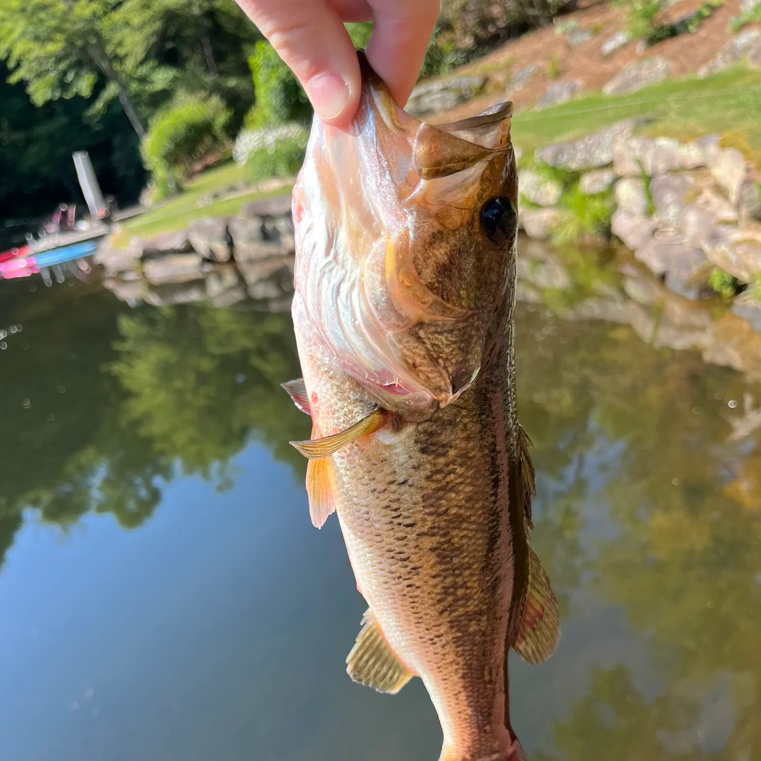 Largemouth bass caught on Fishbrain