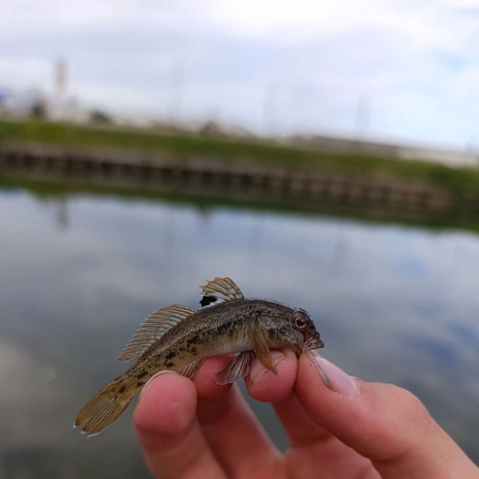 Round goby caught on Fishbrain