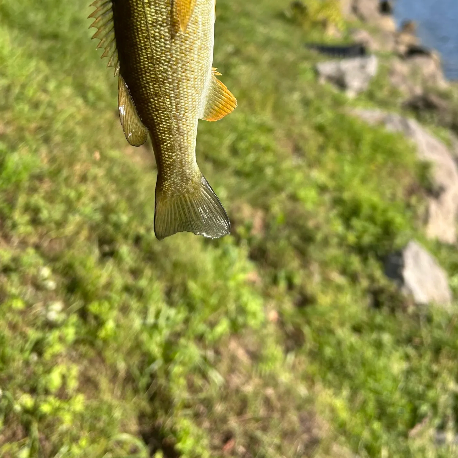 Smallmouth bass caught on Fishbrain