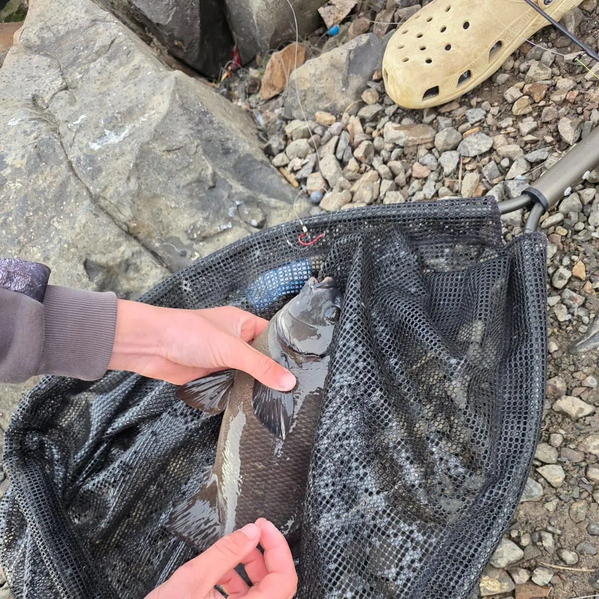 The most recent Blackfish catches on Fishbrain
