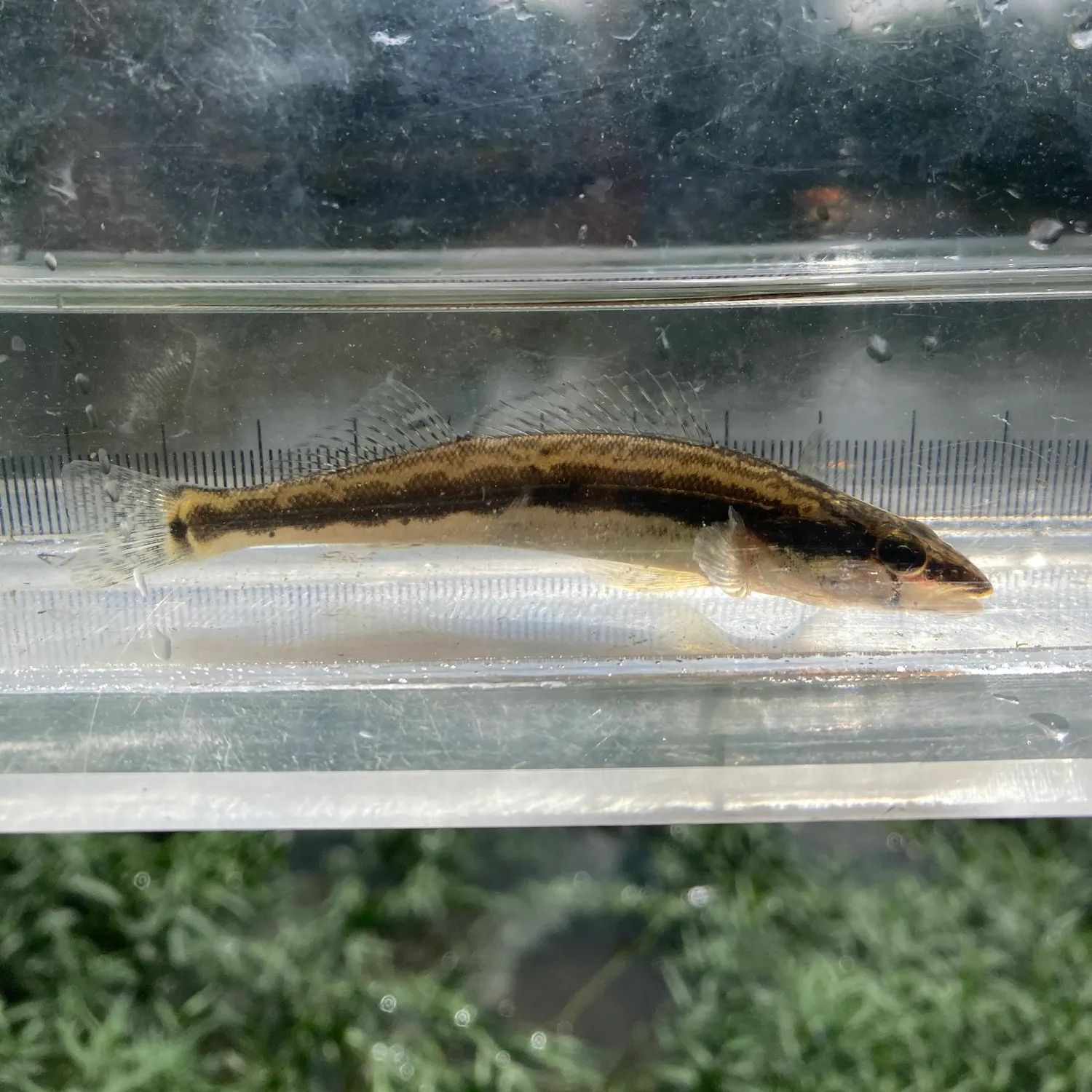 The most recent Longhead darter catches on Fishbrain