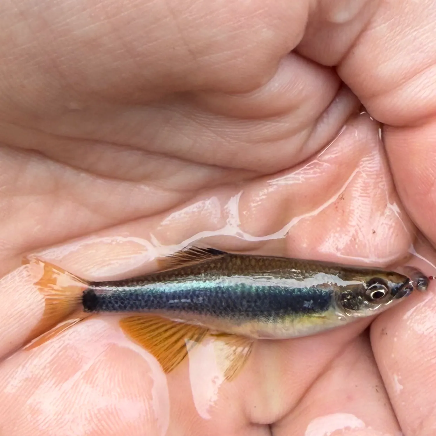 The most recent Lowland shiner catches on Fishbrain