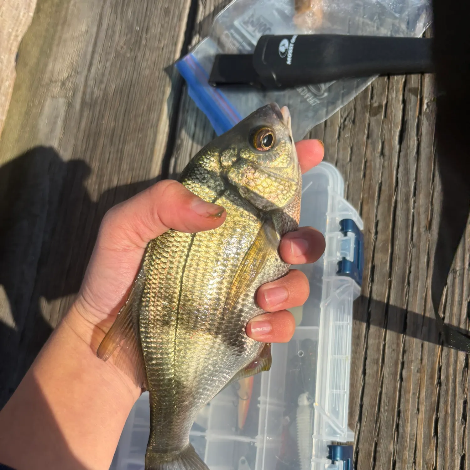The most recent Pile perch catches on Fishbrain