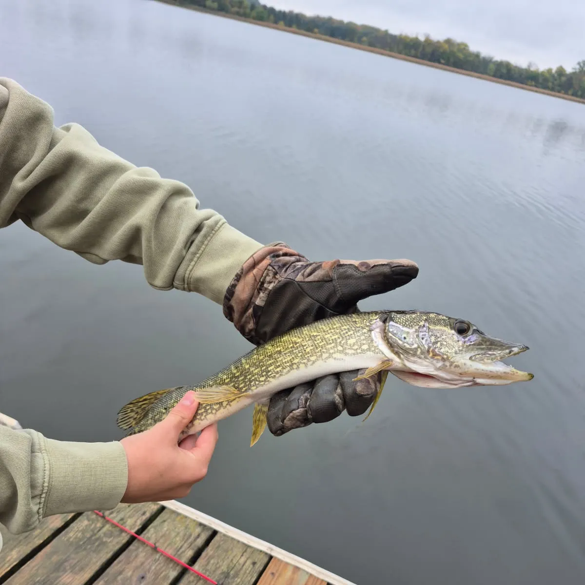 Northern pike caught on Fishbrain