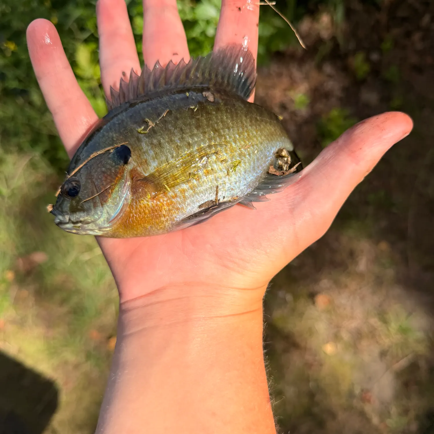 Bluegill caught on Fishbrain