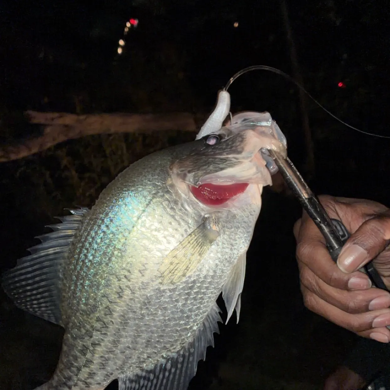 The most recent Black crappie catches on Fishbrain