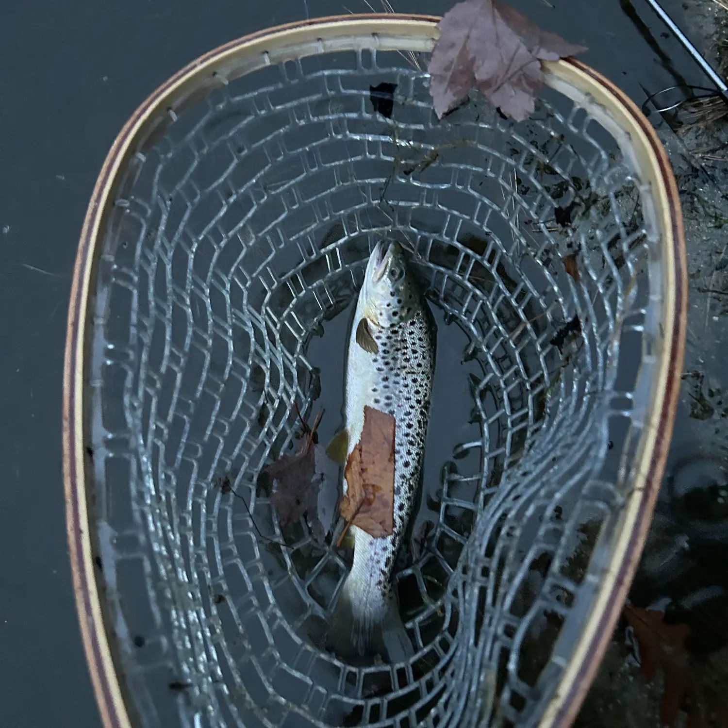 Brown trout caught on Fishbrain