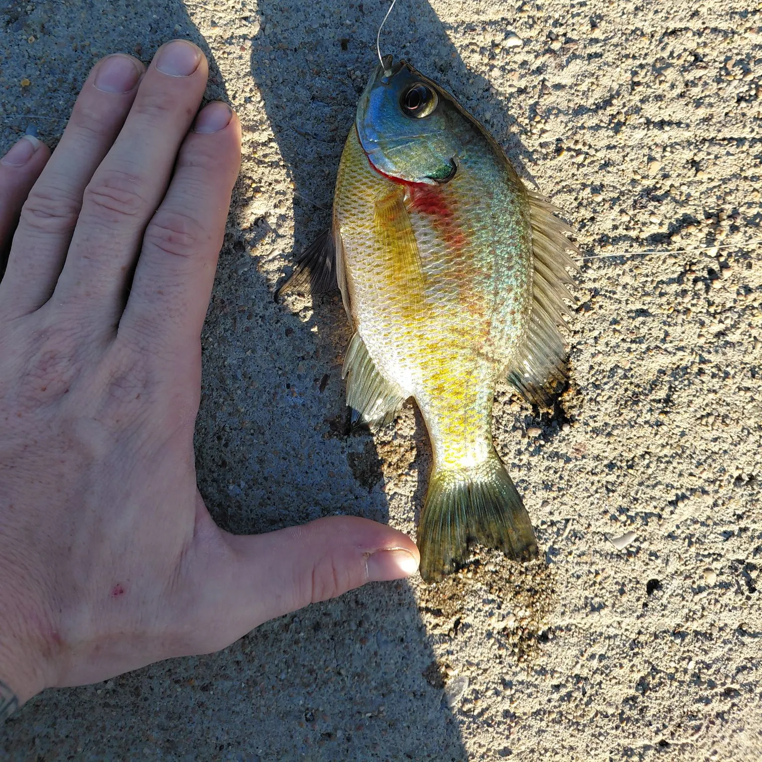 Bluegill caught on Fishbrain