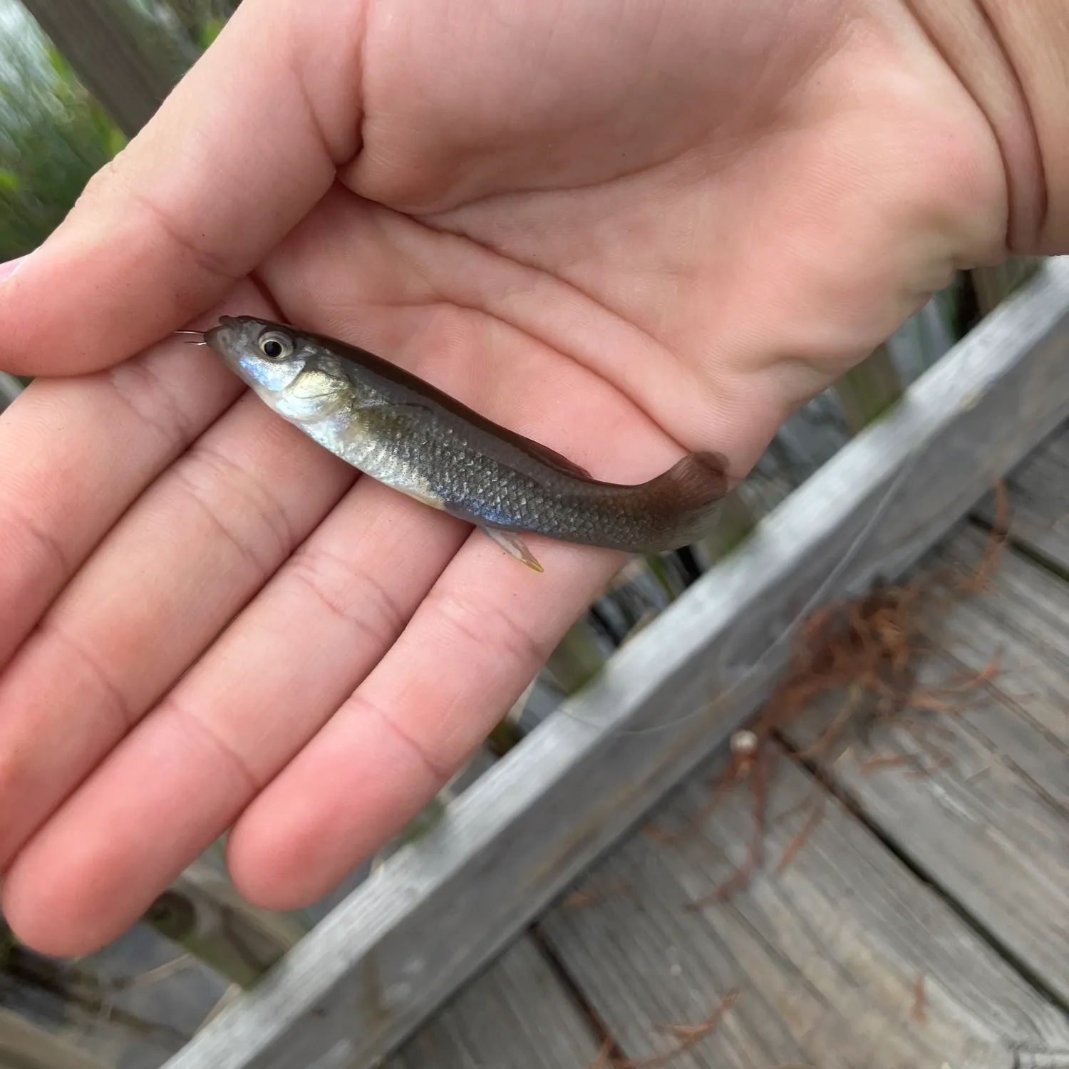 The most recent Gulf killifish catches on Fishbrain