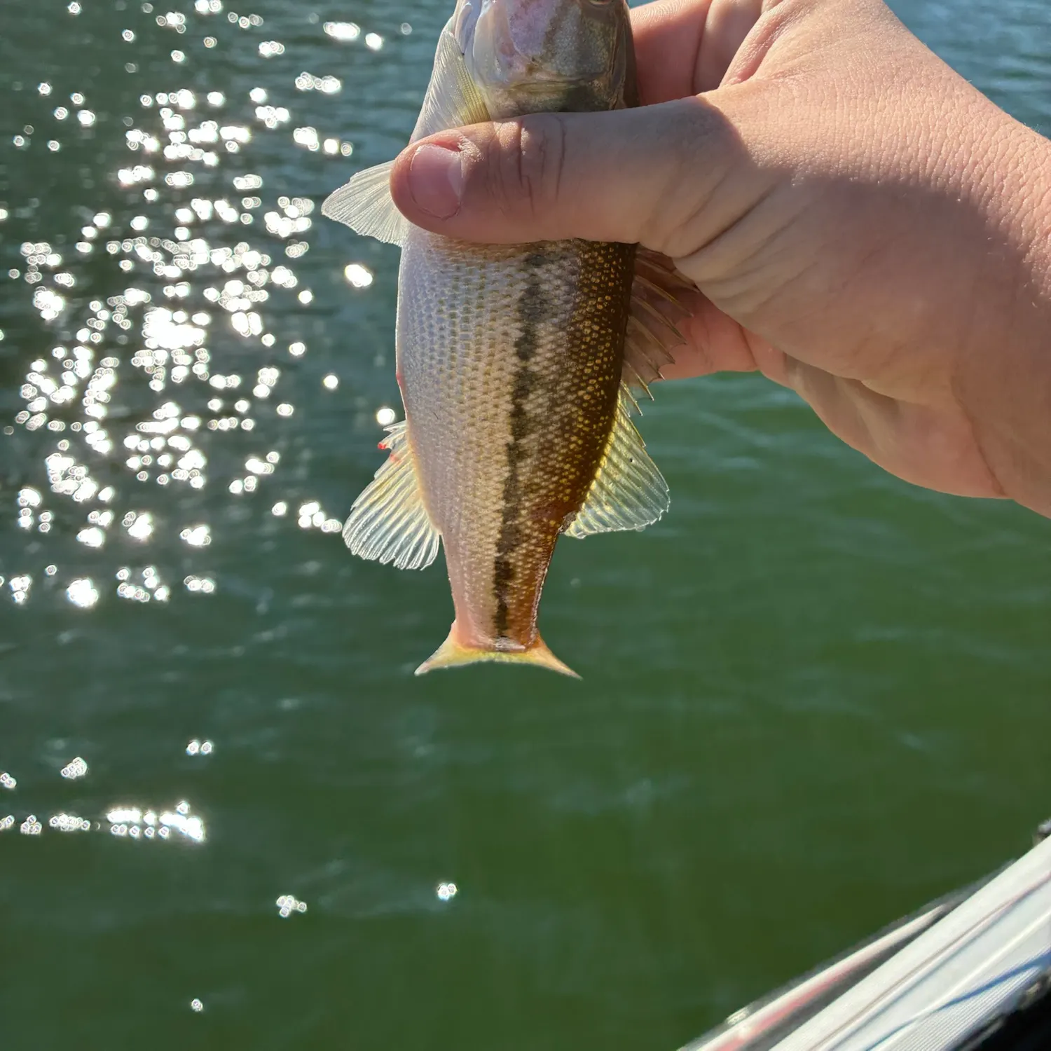 Spotted bass caught on Fishbrain