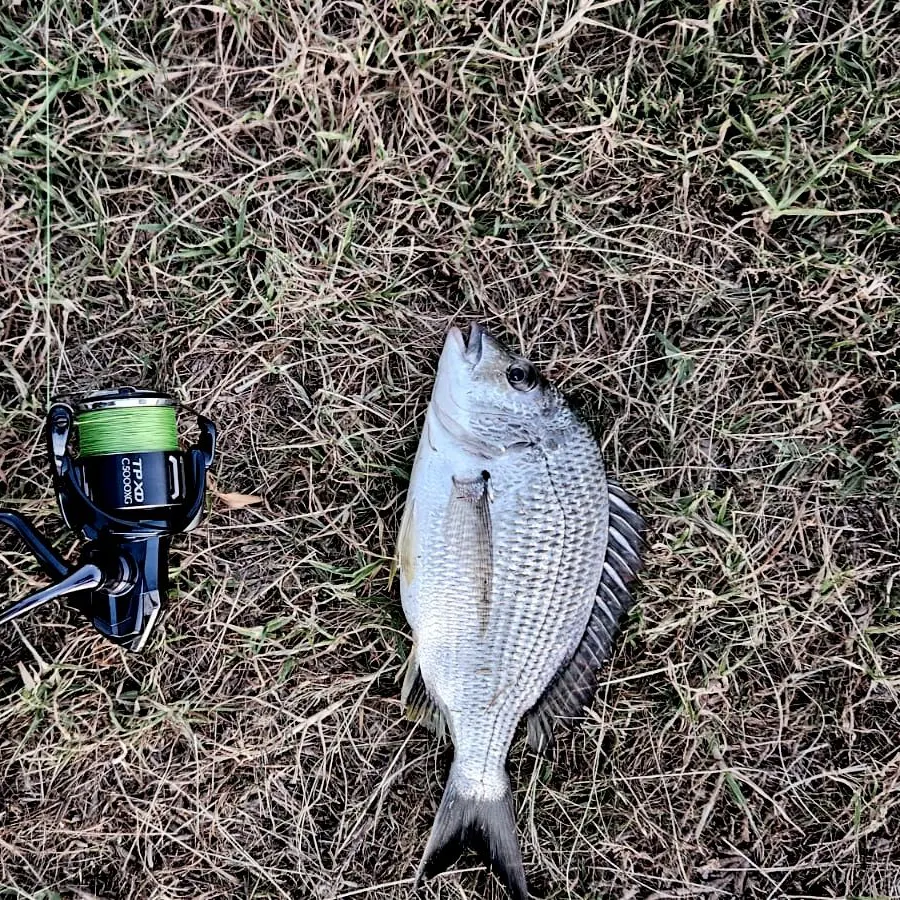 The most popular recent Surf bream catch on Fishbrain