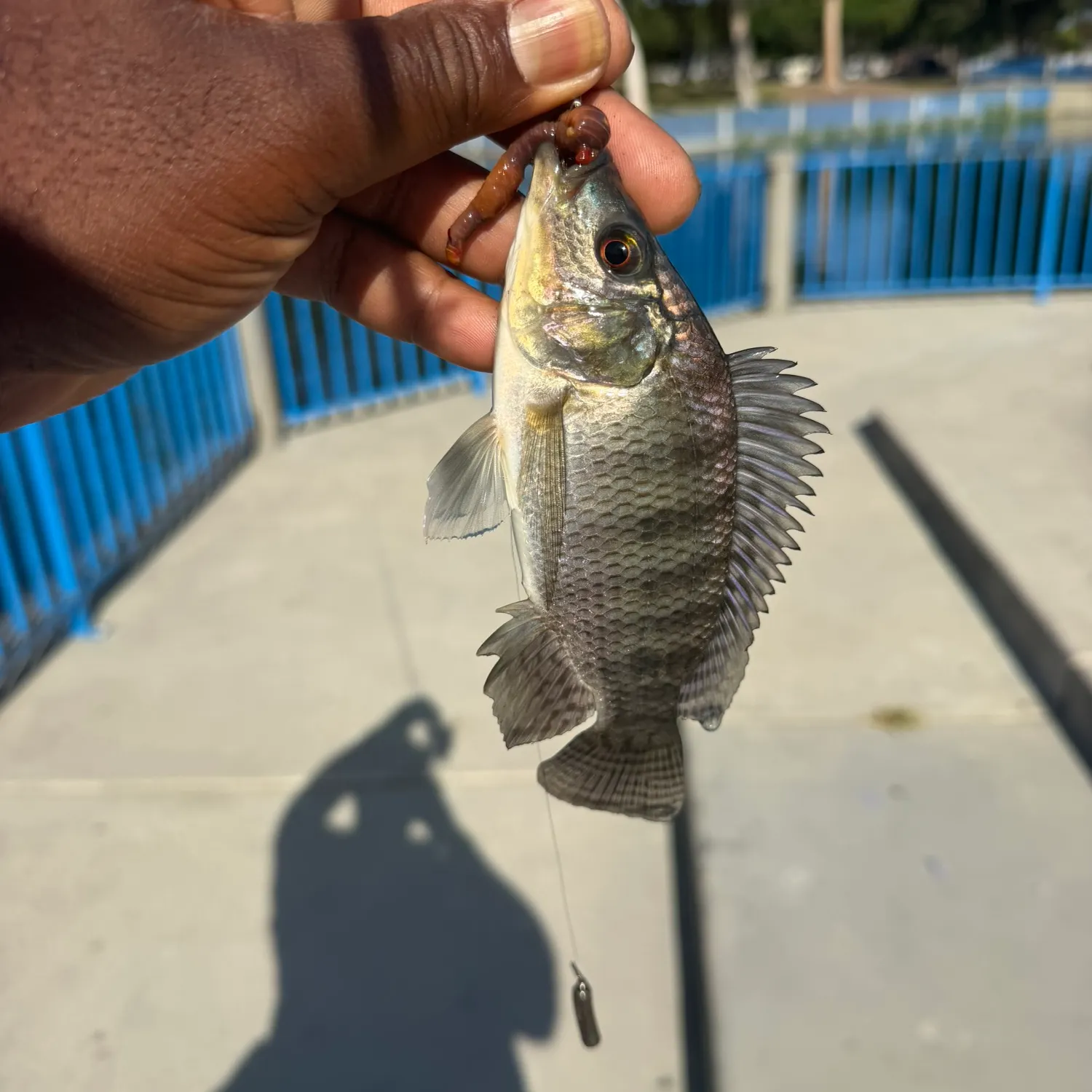 Blue tilapia caught on Fishbrain