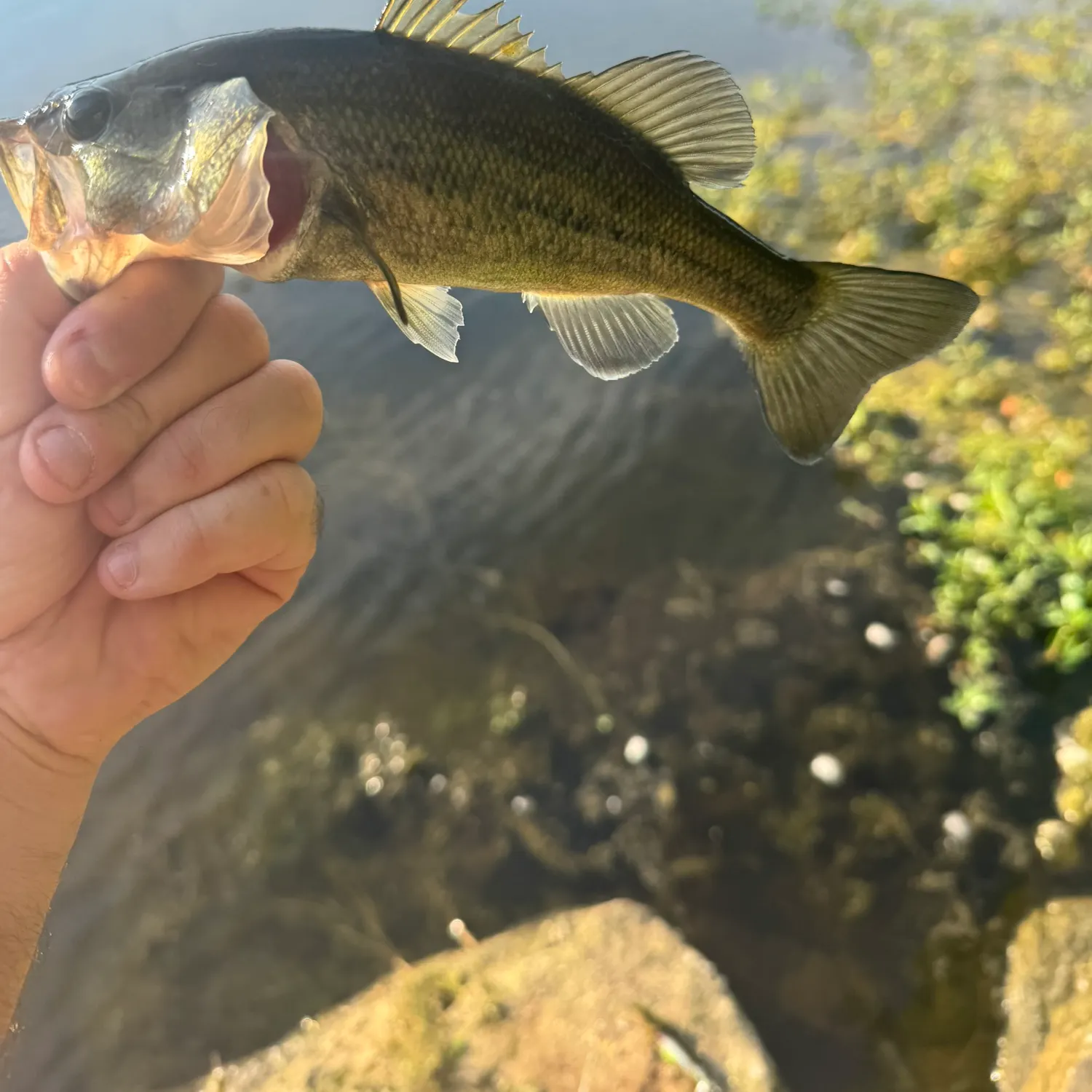 Largemouth bass caught on Fishbrain