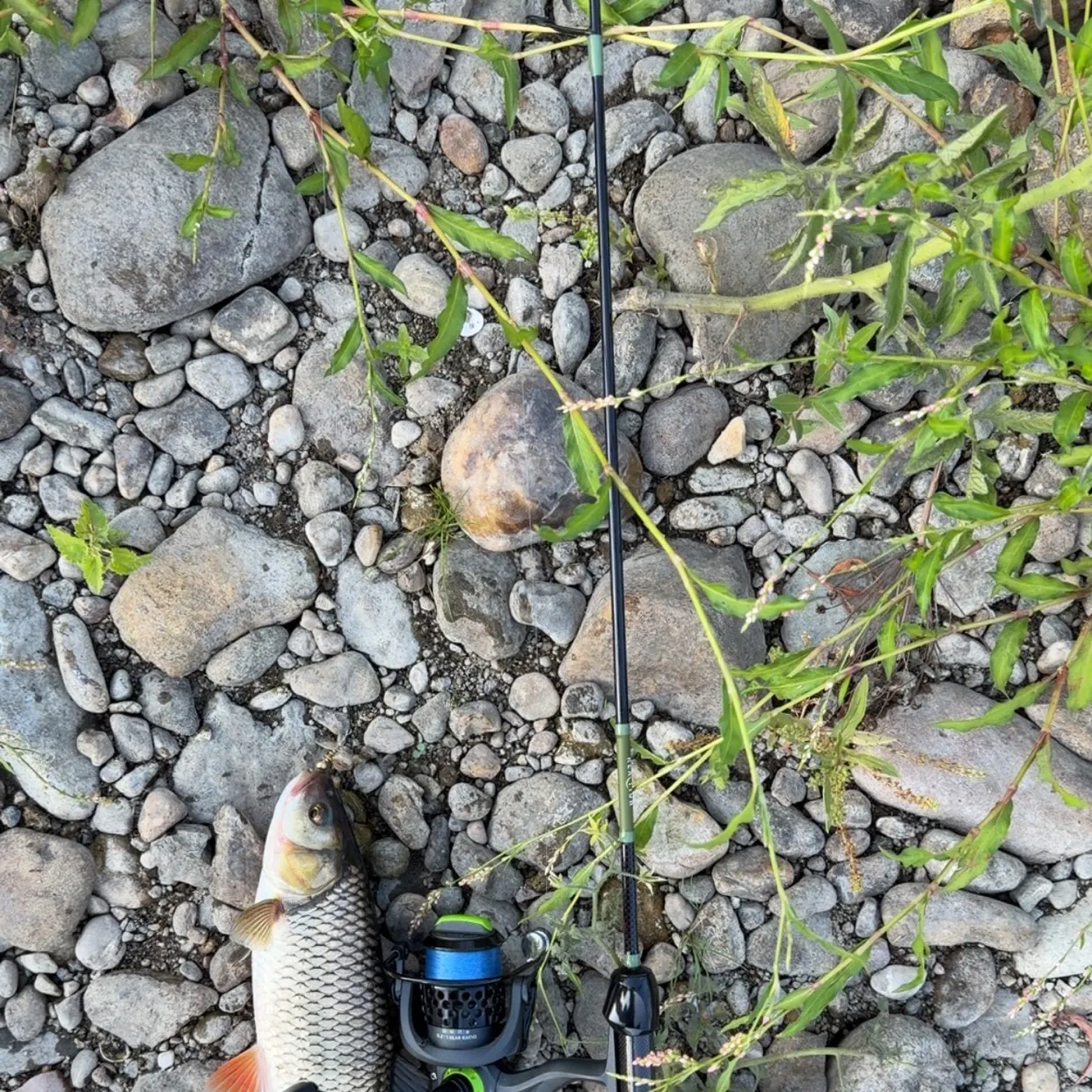 European chub caught on Fishbrain
