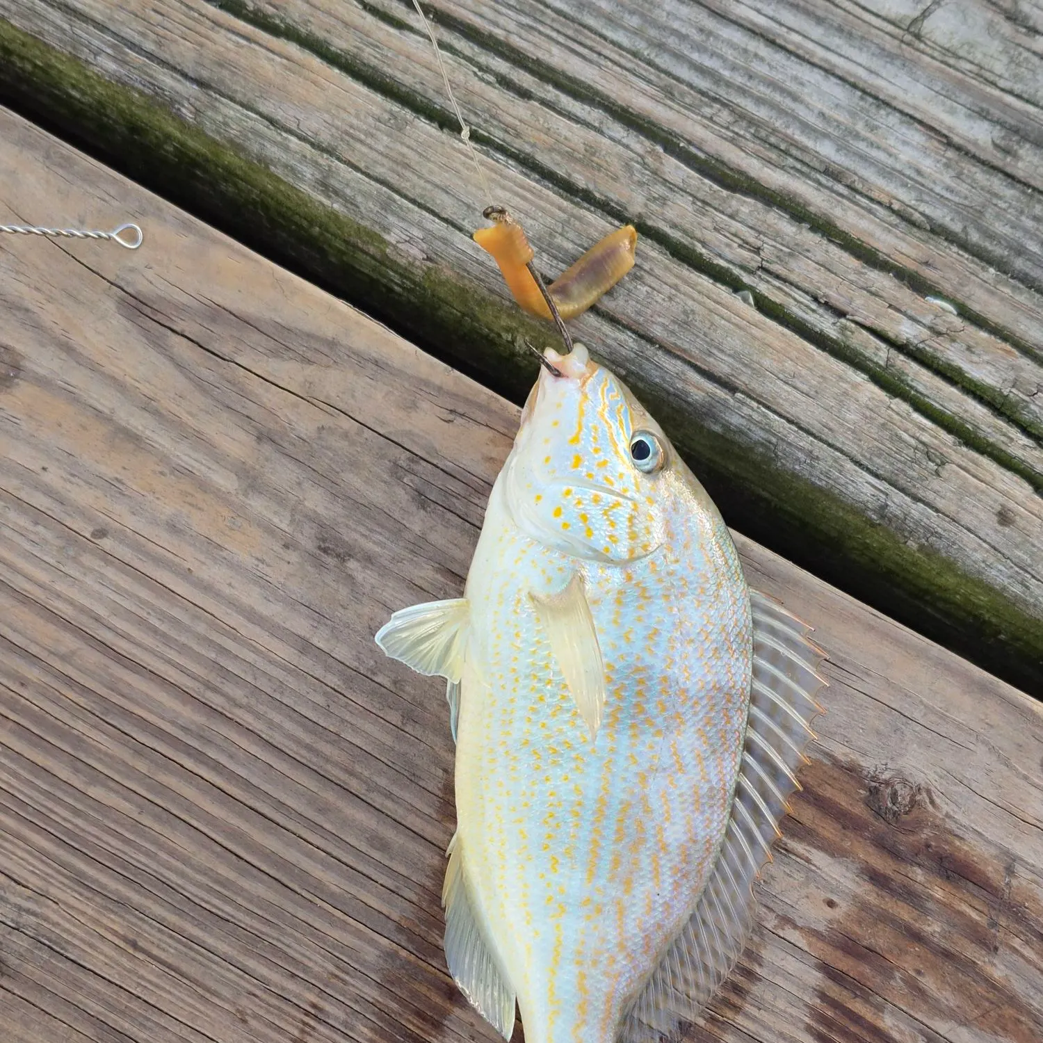 Pinfish caught on Fishbrain