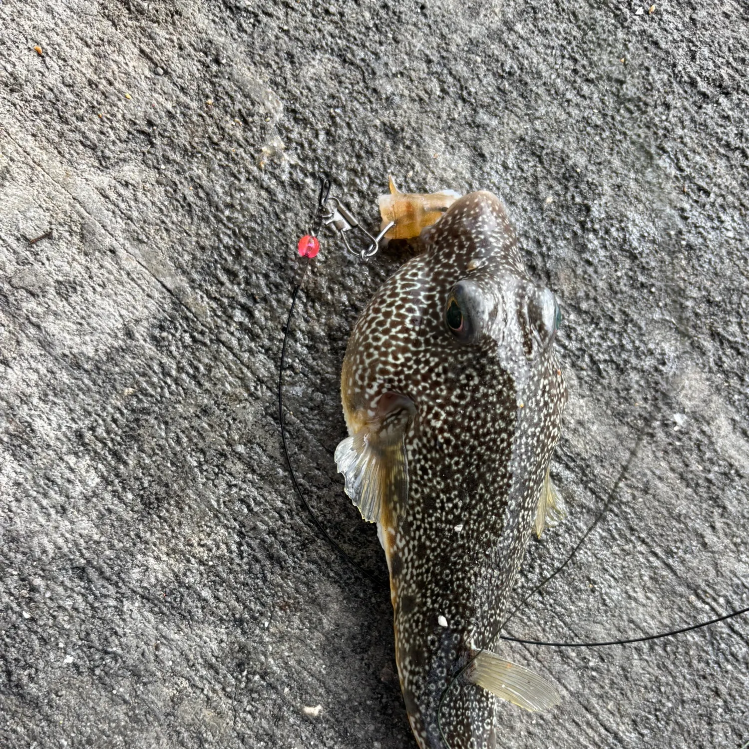 The most recent Southern puffer catches on Fishbrain
