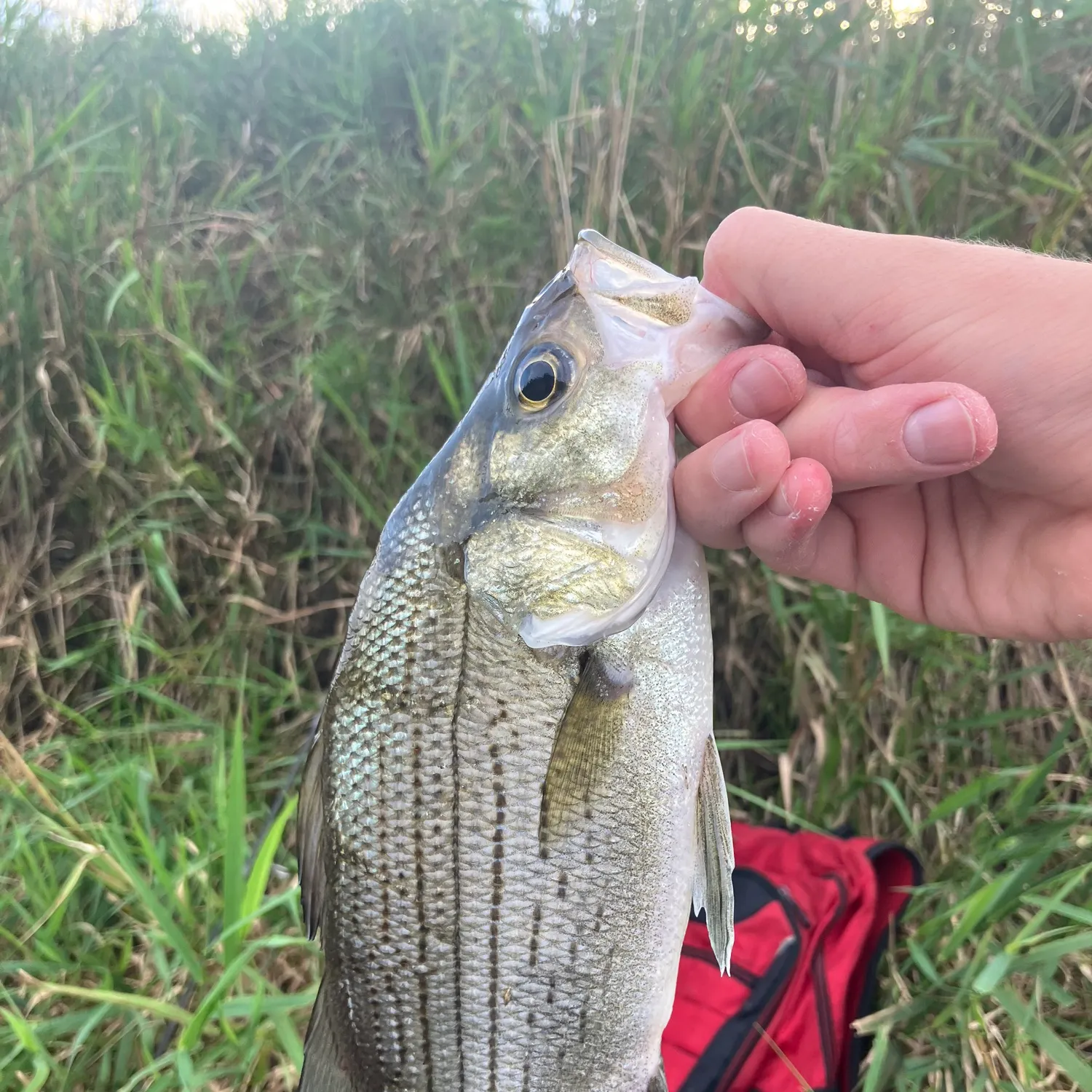 White bass caught on Fishbrain