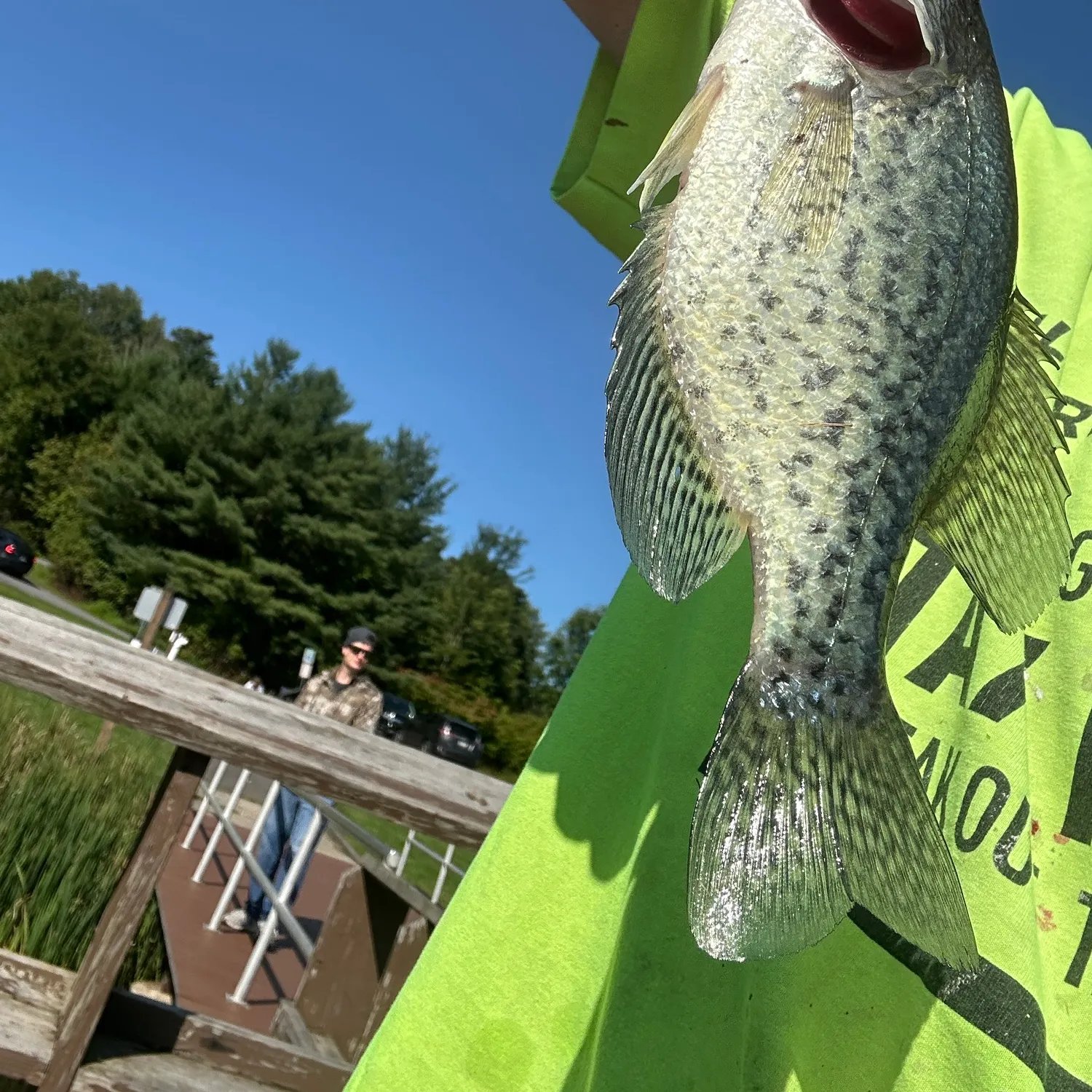 Black crappie caught on Fishbrain